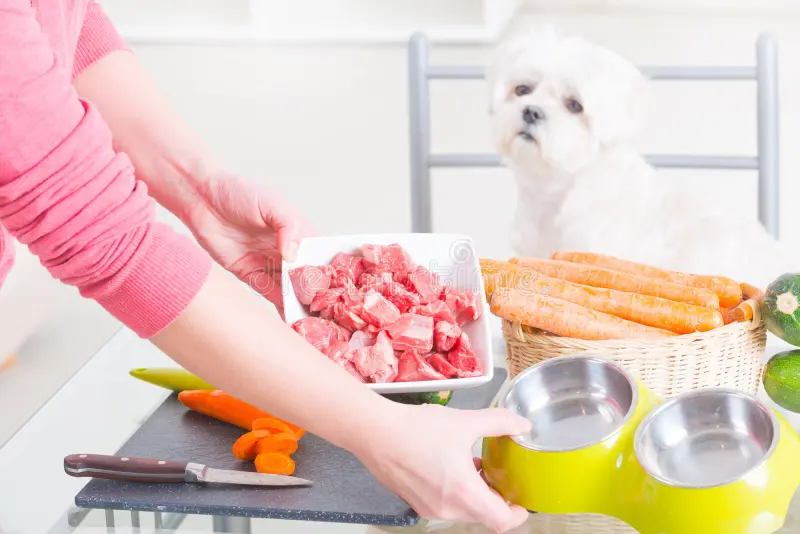 Is homemade dog food safe