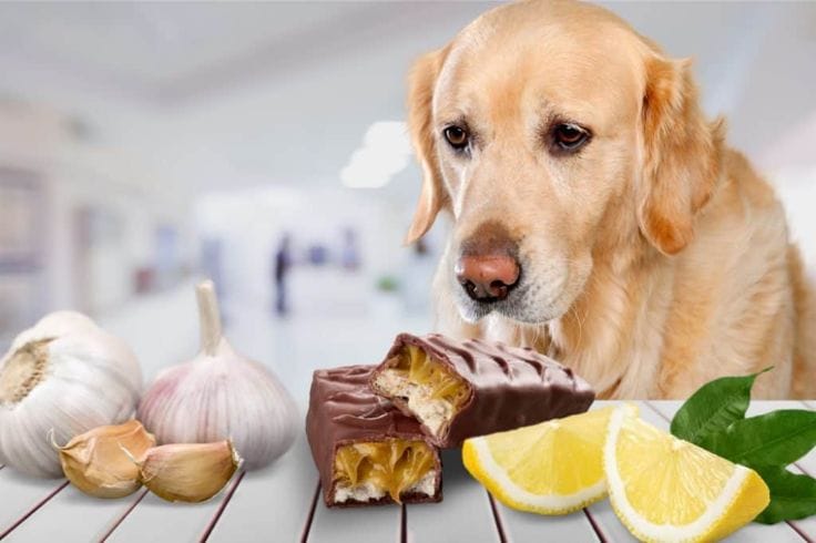 Top Ingredients to Avoid in Dog Food  