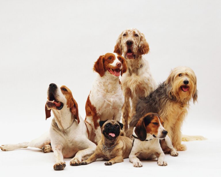beautiful shot different dog breeds resting