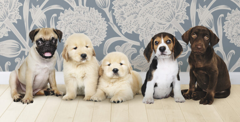 group portrait five adorable puppies