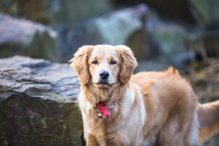 Why Do Female Dogs Hump