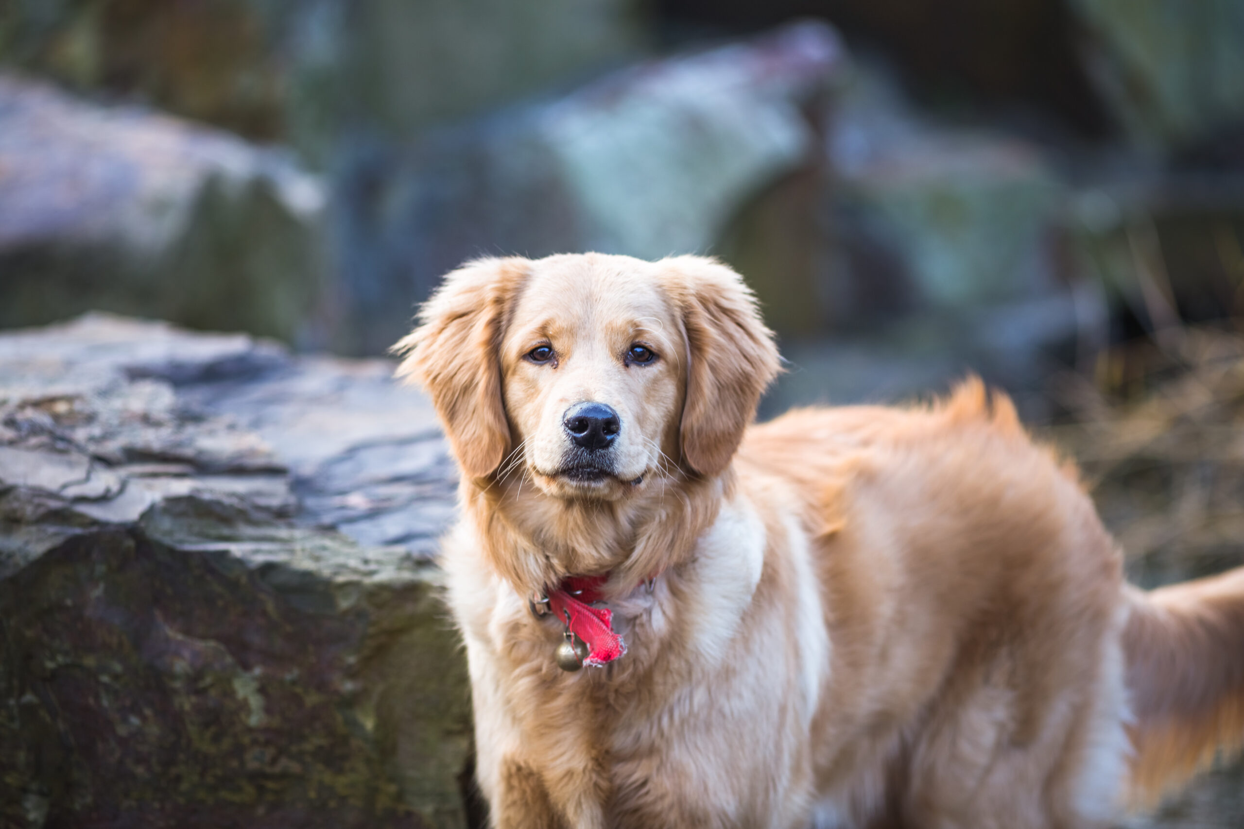 Why Do Female Dogs Hump