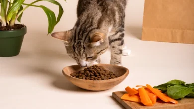 10 Healthy Food for Cats​ Recommended by Vet