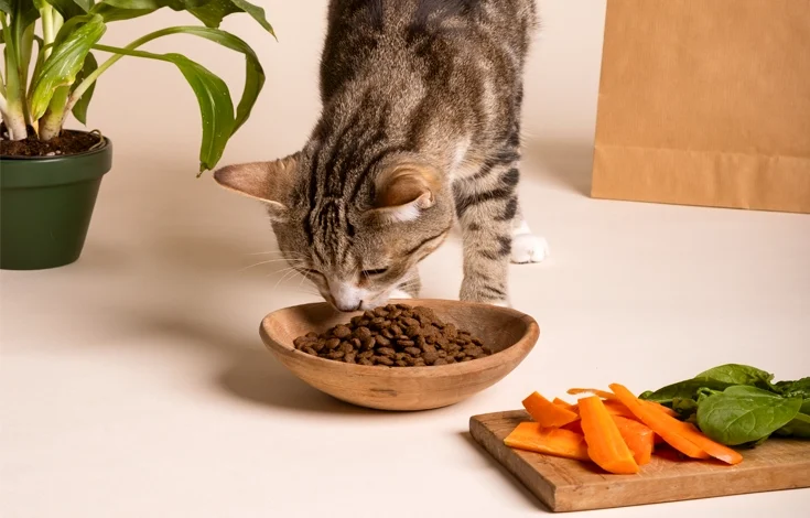 10 Healthy Food for Cats​ Recommended by Vet