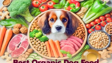 8 Best Organic Dog Food Healthy and Budget Friendly