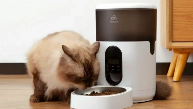 Are Automatic Cat Feeders A Good Idea Experts Opinion