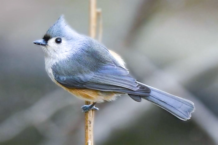 Backyard Bird