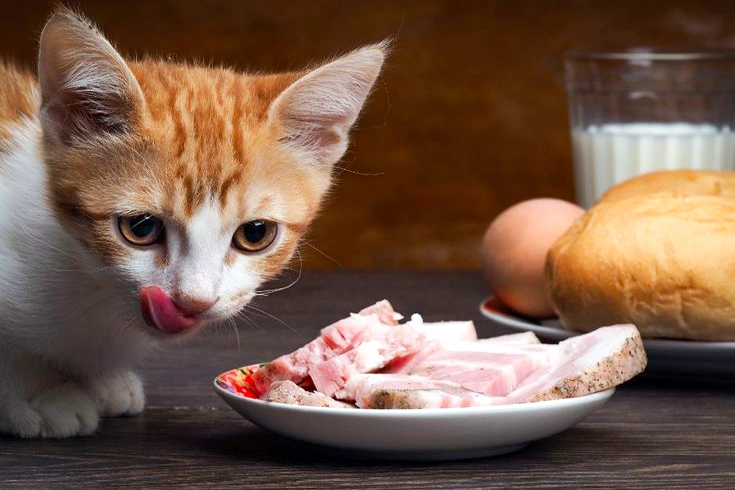 Benefits of a Raw Food Diet for Cats