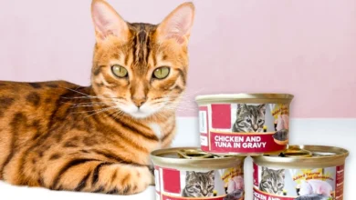 Best Canned Cat Food​ Top 8 Brands With Vet Approved Options