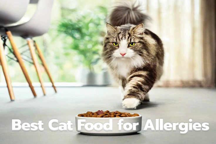 Best Cat Food for Allergies