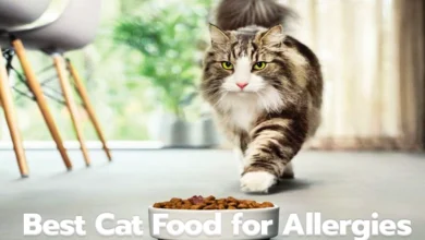 Best Cat Food for Allergies