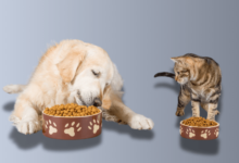 Can cats eat dog food