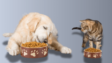 Can cats eat dog food