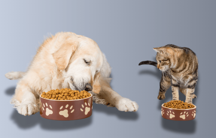 Can cats eat dog food