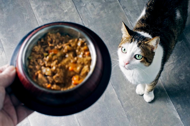 Cat Food Allergies