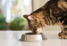 Common Cat Food Allergies Causes, Symptoms, Solutions