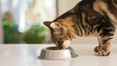 Common Cat Food Allergies Causes, Symptoms, Solutions