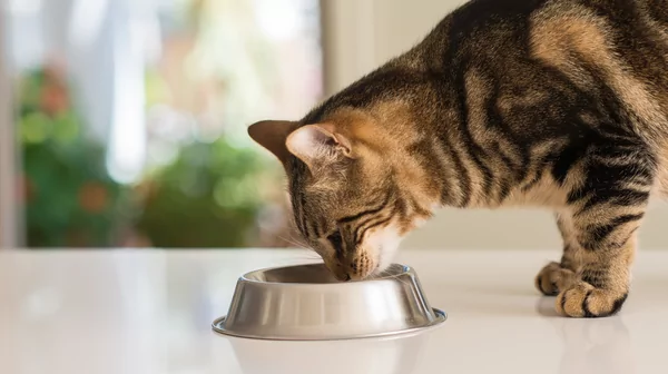 Common Cat Food Allergies Causes, Symptoms, Solutions