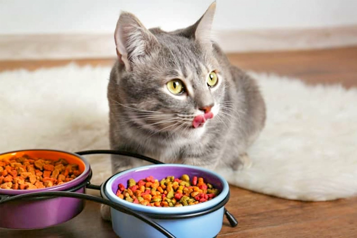 Common Cat Food Allergies Causes, Symptoms, Solutions