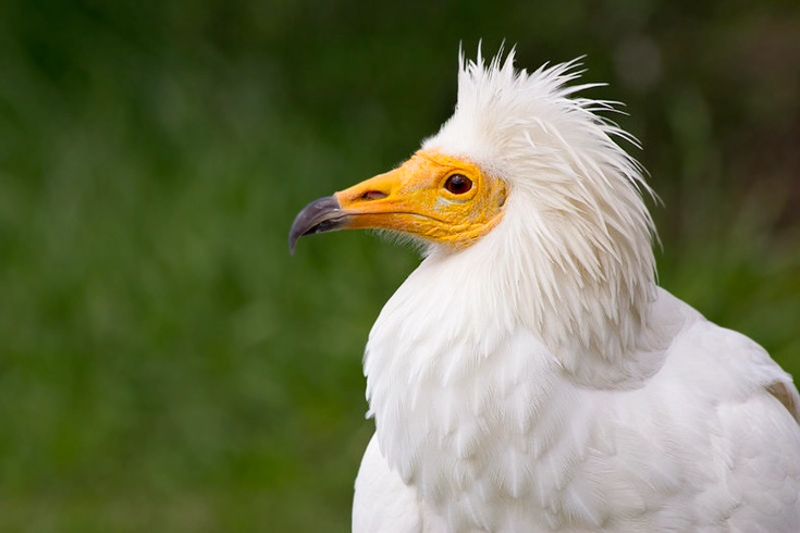 Egyptian Vultures eggs