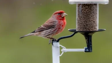 Feeding Your Backyard Bird 12 Tips For Beginners