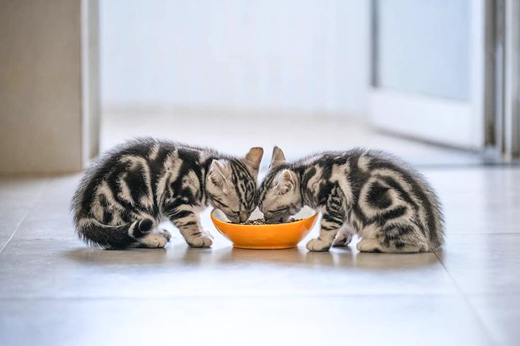 Healthy food for cats