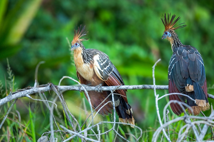 Hoatzin leaves