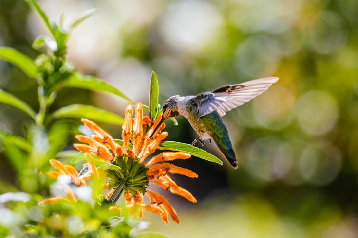 Honeyguides Beeswax