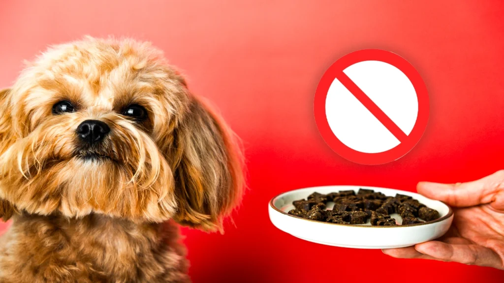 How Long Can Dogs Go Without Food​| Vet Approved Facts Explained