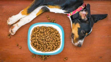 How Long Can Dogs Go Without Food​