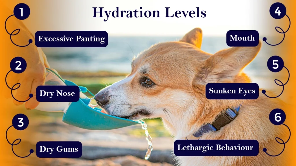 Hydration Levels