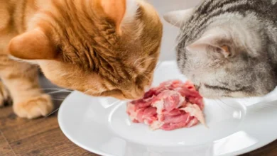 Is Raw Cat Food Diet​ A Good Idea 11 Questions To Ask Before