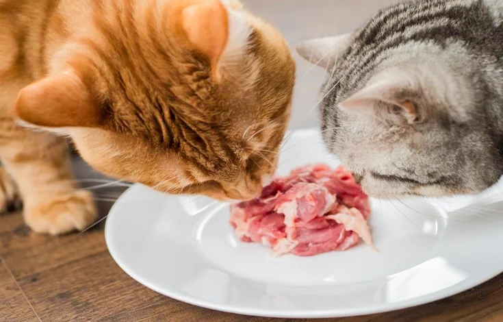 Is Raw Cat Food Diet​ A Good Idea 11 Questions To Ask Before