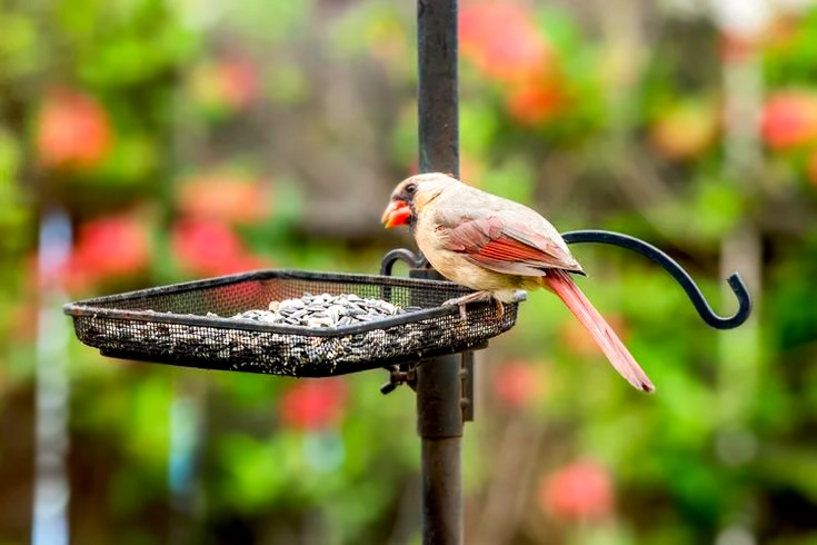 Provide Nectar For Hummingbirds