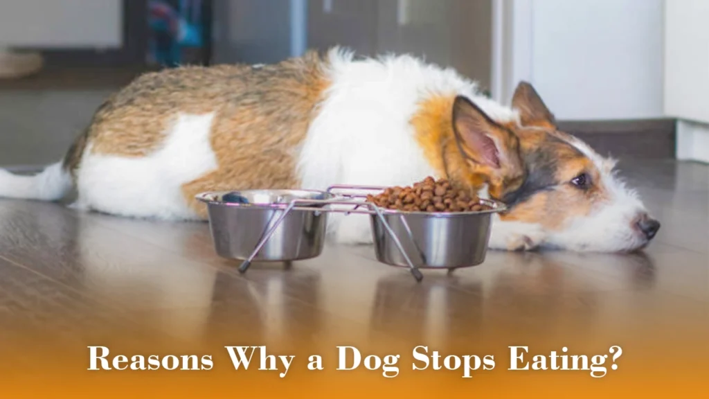 Reasons Why a Dog Stops Eating