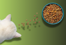 Selecting the Right Hypoallergenic Cat Food Types, Benefits, & Tips