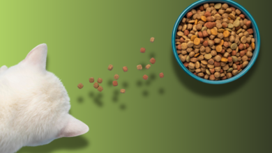 Selecting the Right Hypoallergenic Cat Food Types, Benefits, & Tips