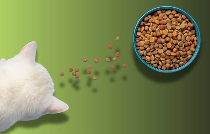 Selecting the Right Hypoallergenic Cat Food Types, Benefits, & Tips