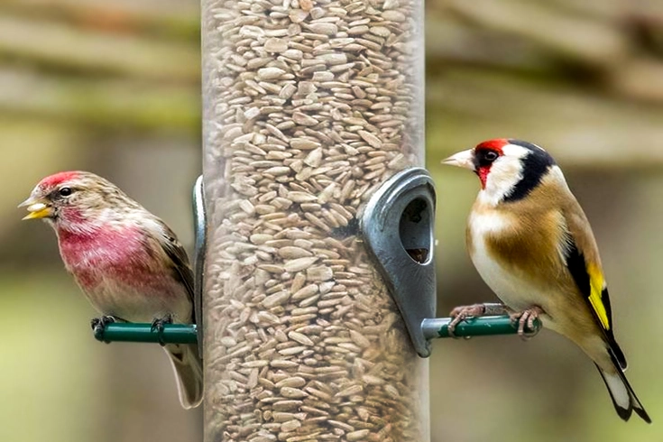 Set Bird Feeders at Different Levels