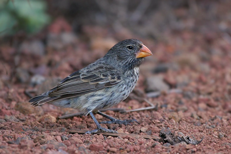 Vampire Ground Finch Blood