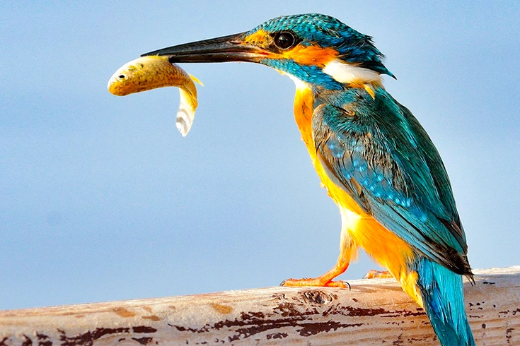 What Do Birds Eat Guide To Conventional & Curious Diet