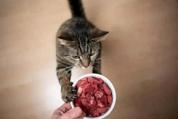 Is Raw Cat Food Diet​ a Good Idea