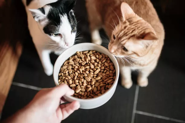 Healthy Food For Cats​ 