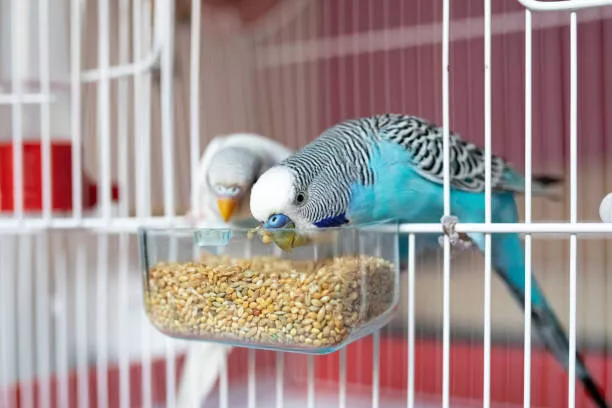 12 Top Tips to Feeding Your Backyard Bird Beginner's Guide 1 12 Top Tips to Feeding Your Backyard Bird Beginner's Guide