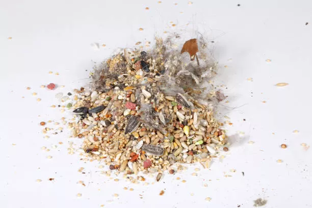 Best Bird Food