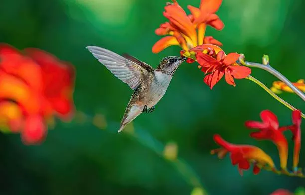 12 Top Tips to Feeding Your Backyard Bird Beginner's Guide 2 Nectar for Hummingbirds