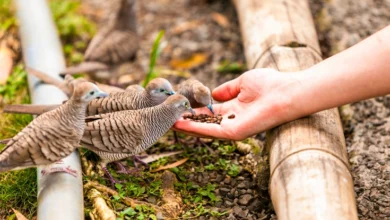 12 Cheap & Helpful Ways for Feeding Birds on a Budget