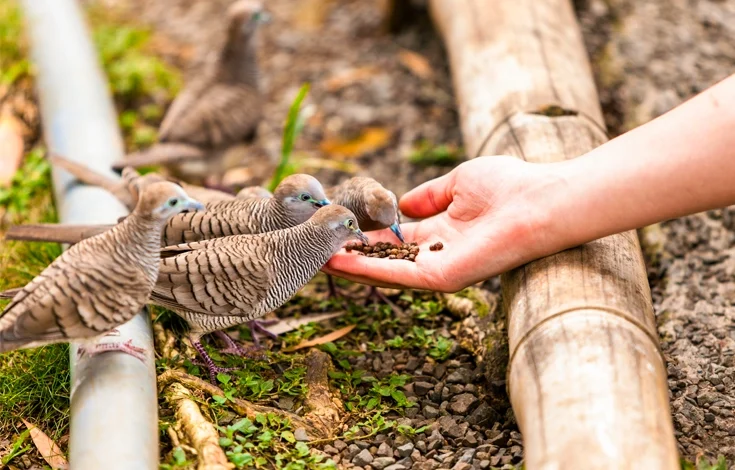 12 Cheap & Helpful Ways for Feeding Birds on a Budget