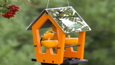 Different types of bird feeders