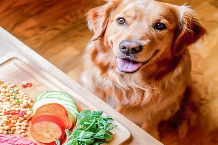 Feeding vegetables to dogs